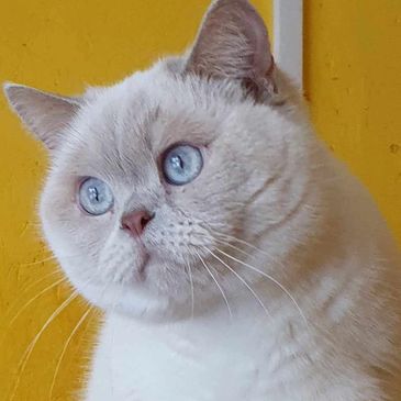 Fluffy white cat with striking blue eyes.