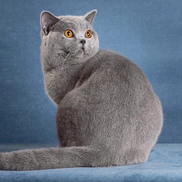 Grey British Shorthair cat with orange eyes sitting on blue surface.