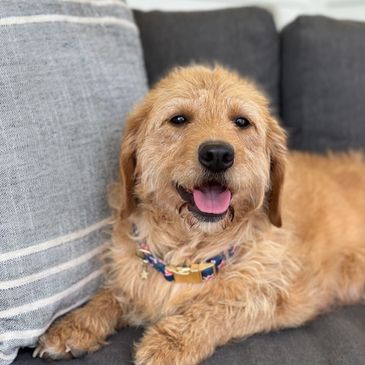 Puppies for sale, Labradoodles for sale, Labradoodles for sale near me, puppies for sale for sale