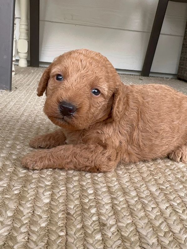 Puppies for sale, puppies for sale colorado, puppies for sale near me, mini labradoodles for sale