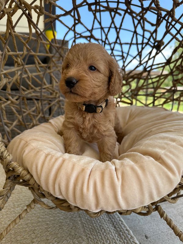 Labradoodles for sale colorado, Labradoodles for sale, Puppies for sale, Platteriverpuppies