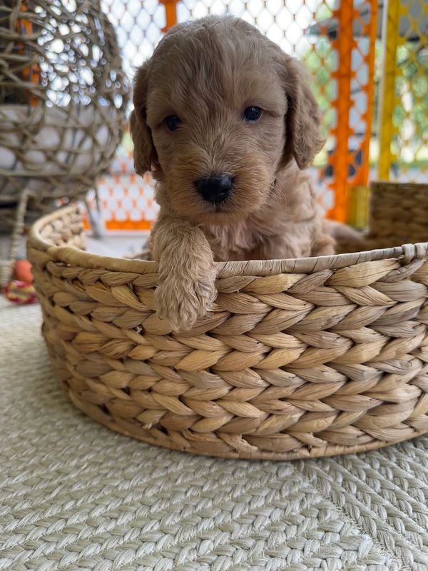 Labradoodles for sale colorado, Labradoodles for sale, Puppies for sale, Platteriverpuppies