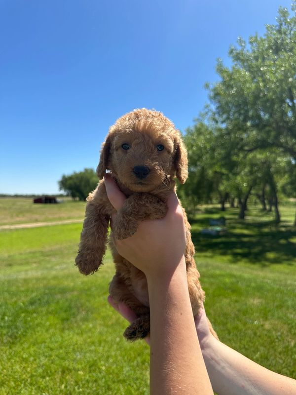 Labradoodles for sale colorado, Labradoodles for sale, Puppies for sale, Platteriverpuppies