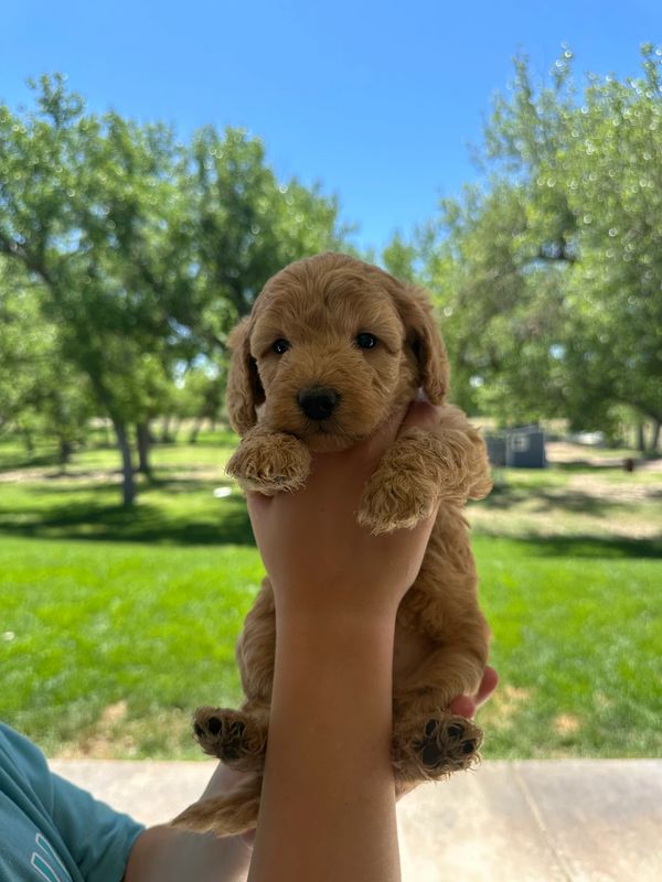 Labradoodles for sale colorado, Labradoodles for sale, Puppies for sale, Platteriverpuppies