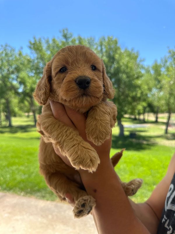 Labradoodles for sale colorado, Labradoodles for sale, Puppies for sale, Platteriverpuppies