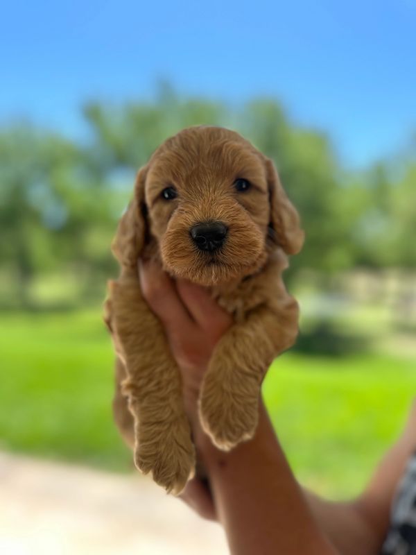Labradoodles for sale colorado, Labradoodles for sale, Puppies for sale, Platteriverpuppies