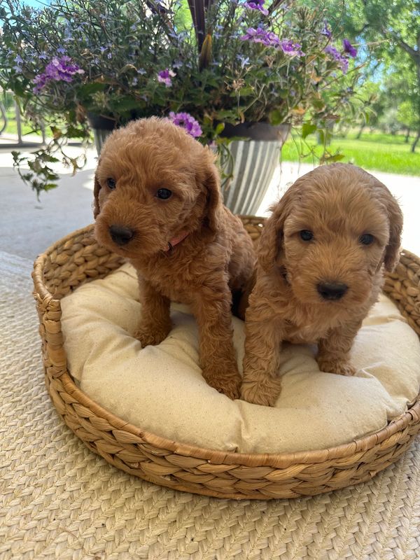 Labradoodles for sale colorado, Labradoodles for sale, Puppies for sale, Platteriverpuppies