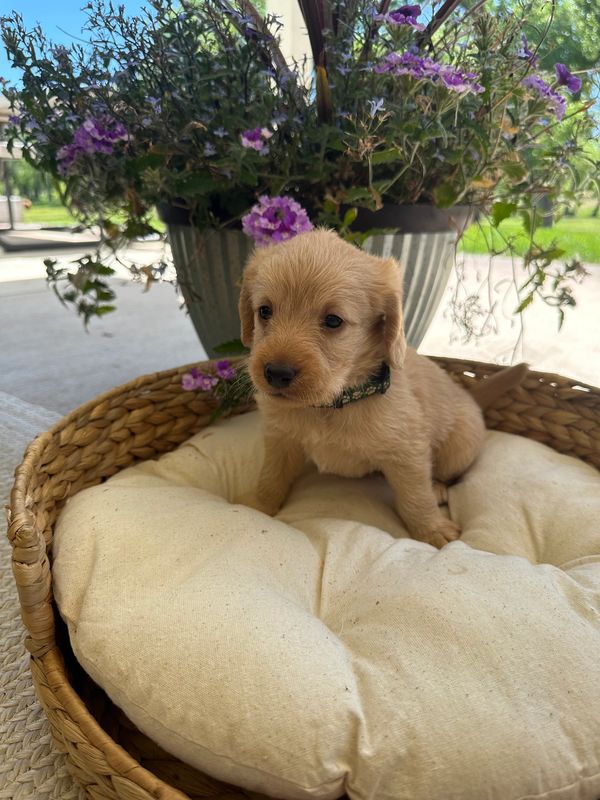 Labradoodles for sale colorado, Labradoodles for sale, Puppies for sale, Platteriverpuppies