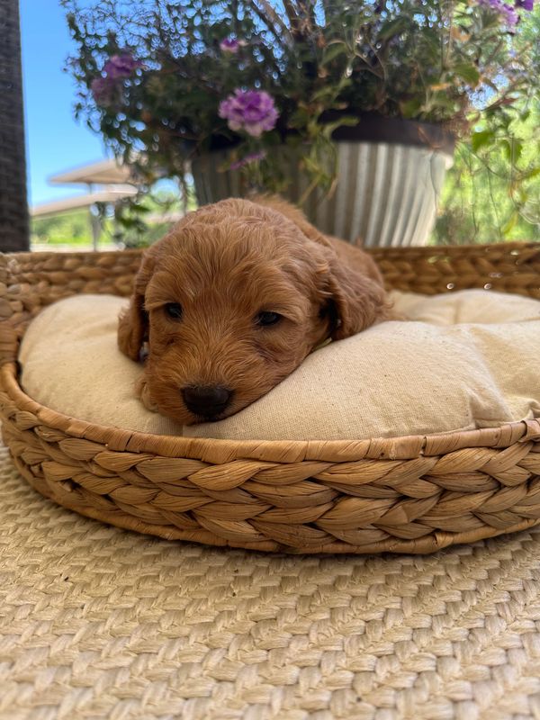 Labradoodles for sale colorado, Labradoodles for sale, Puppies for sale, Platteriverpuppies