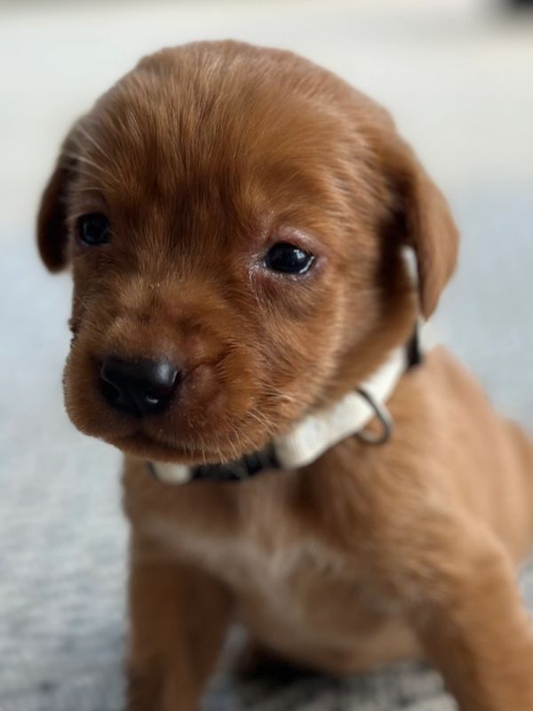 Labradoodles for Sale - Puppies for Sale - Doodles for Sale - Labradoodle Puppies for Sale