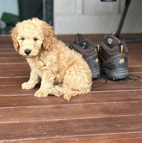 Puppies for sale, puppies for sale colorado, puppies for sale near me, mini labradoodles for sale