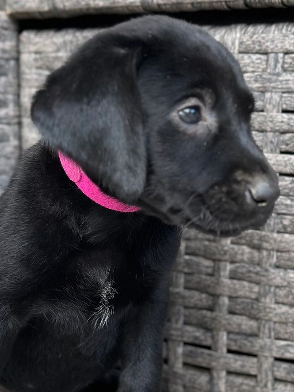 Mailey at 4 weeks old