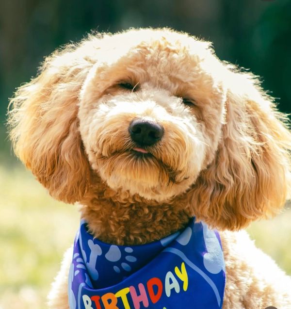 Puppies for sale, Small dogs for sale, puppies for sale near me, mini labradoodles for sale