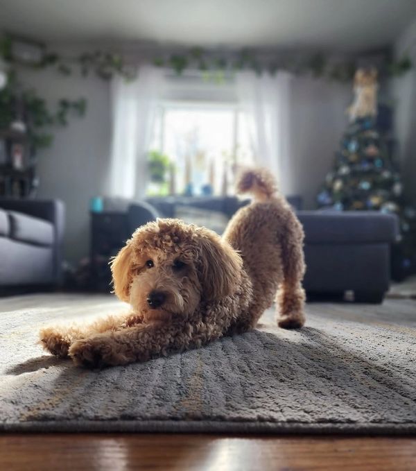 Puppies for sale, puppies for sale colorado, puppies for sale near me, mini labradoodles for sale