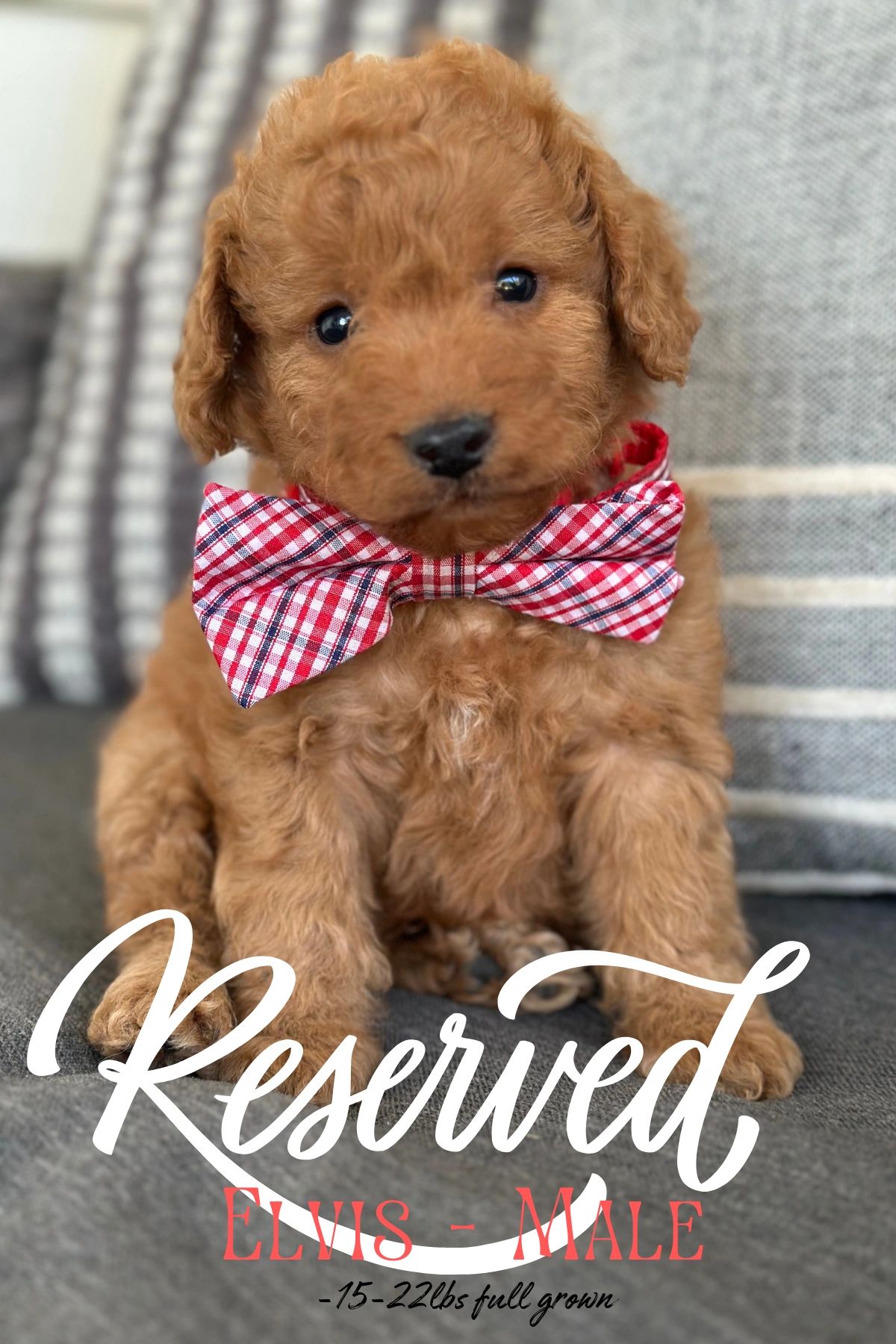 Puppies for sale Colorado, Mini labradoodles for sale.