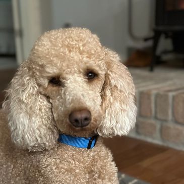 Puppies for sale, PlatteRiverPuppies, Labradoodles for sale, miniature labradoodle for Sale