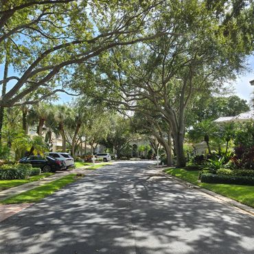 Tree canopy in Oak Harbour.