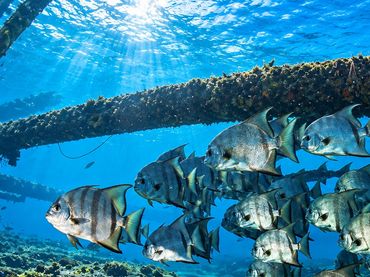 A beautiful school of Atlantic Spadefish on a North Carolina wreck dive 🤿🐟🇺🇸
