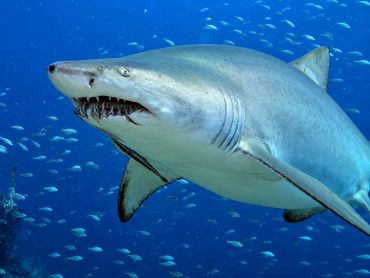 One of North Carolina’s most iconic underwater encounters — the Sand Tiger Shark!