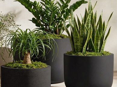 Cluster of 3 planters and plants staged together with preserved moss top dressing