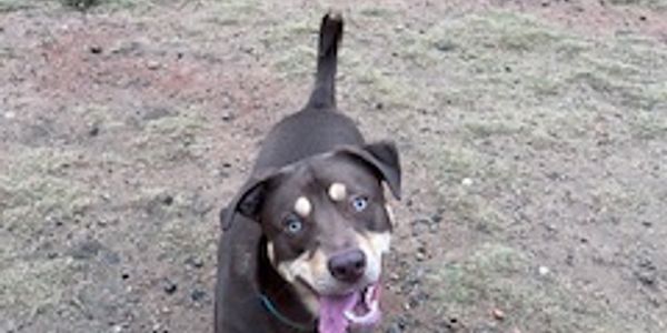 Brown dog with blue eyes standing on dirt.