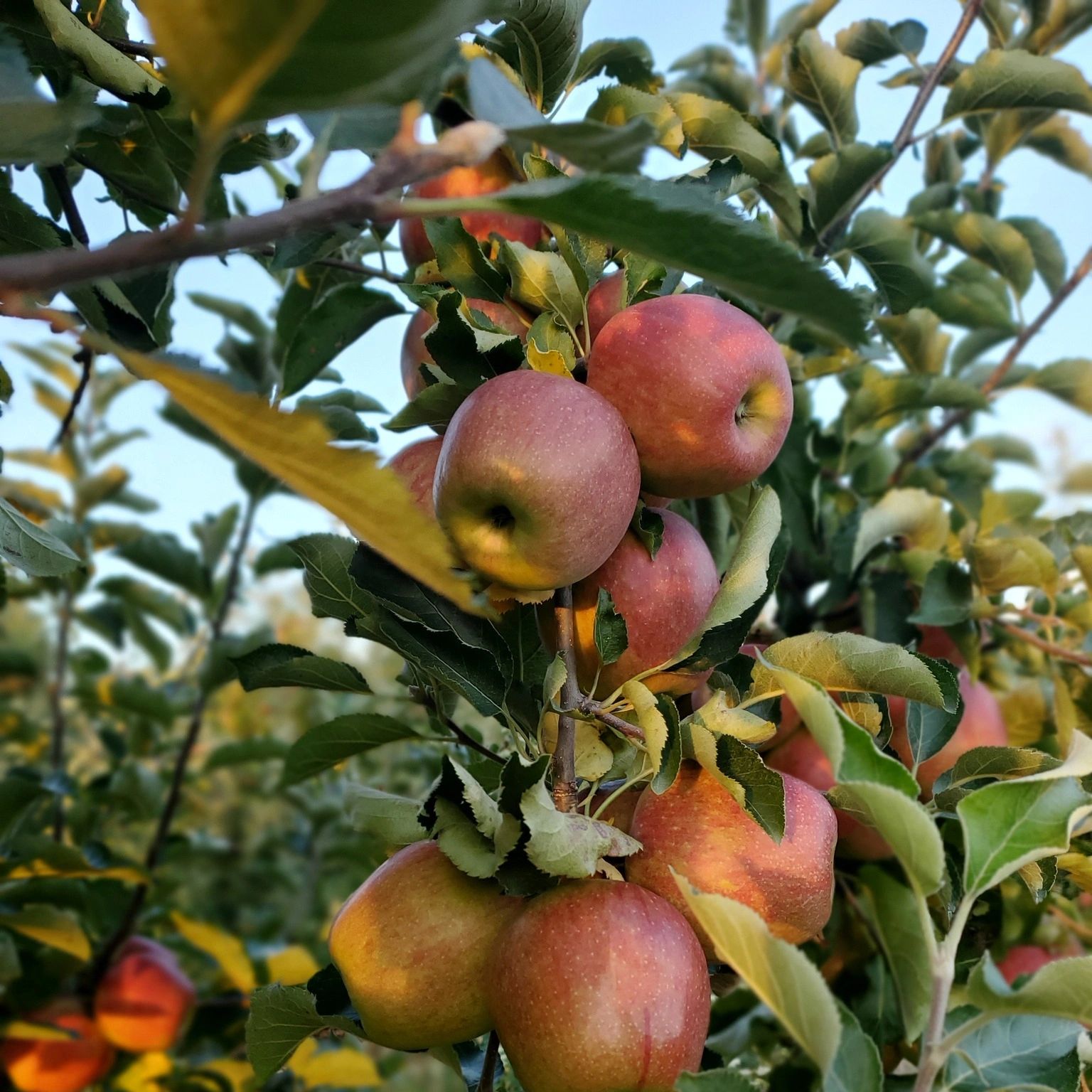 Ripe apples hanging on a tree branch in an orchard.