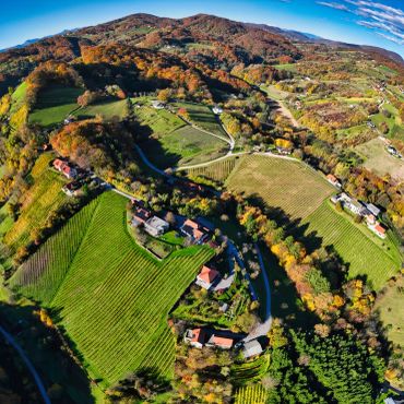 Översikt av vingården och dess vinrankor och sluttningar