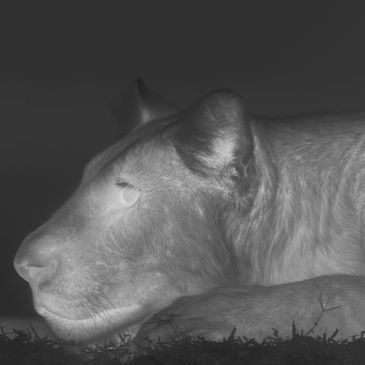 Thermal image of a Lion. Panthera leo filmed by Luke Barnett