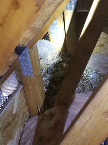 Birds nest inside of attic 