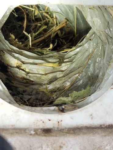 birds nest in a bathroom flex vent pipe