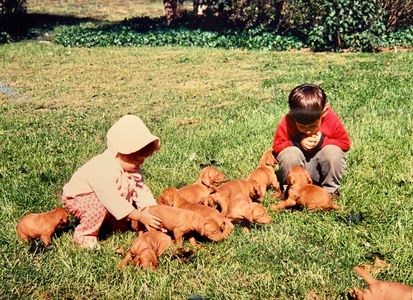 vizsla puppies childrens book Verna Vizsla children and puppies
