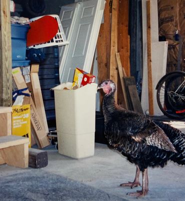 farm animals turkey stu