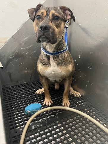 Mason Dee(OG) sitting like a good boy while he enjoys his Citrus/Almond hypoallergenic bath! 