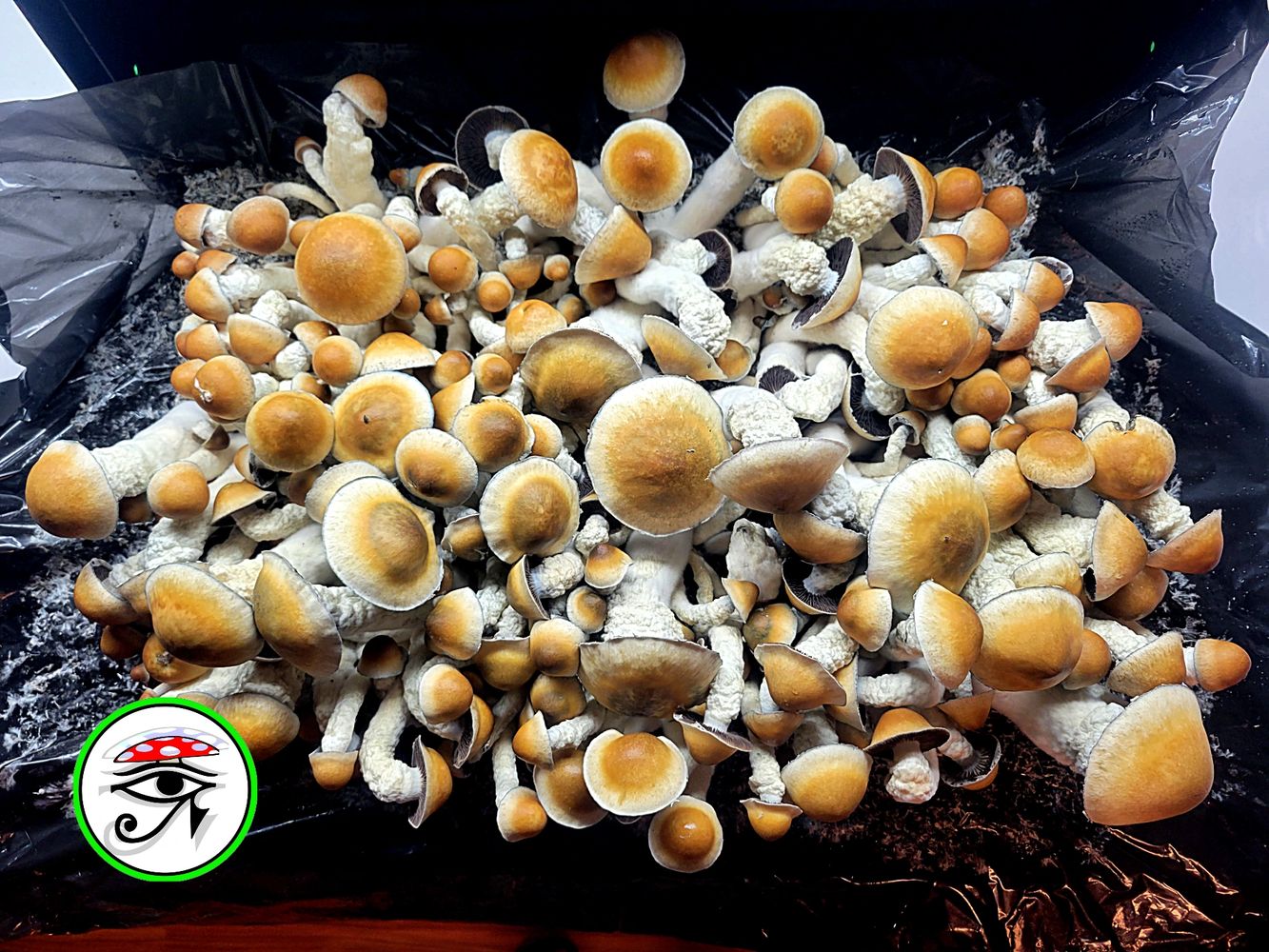 Psilocybe Spores & Genetics
Mushroom Spawn & Substrate
Mycology Consulting
Psilocybin Grow Kits