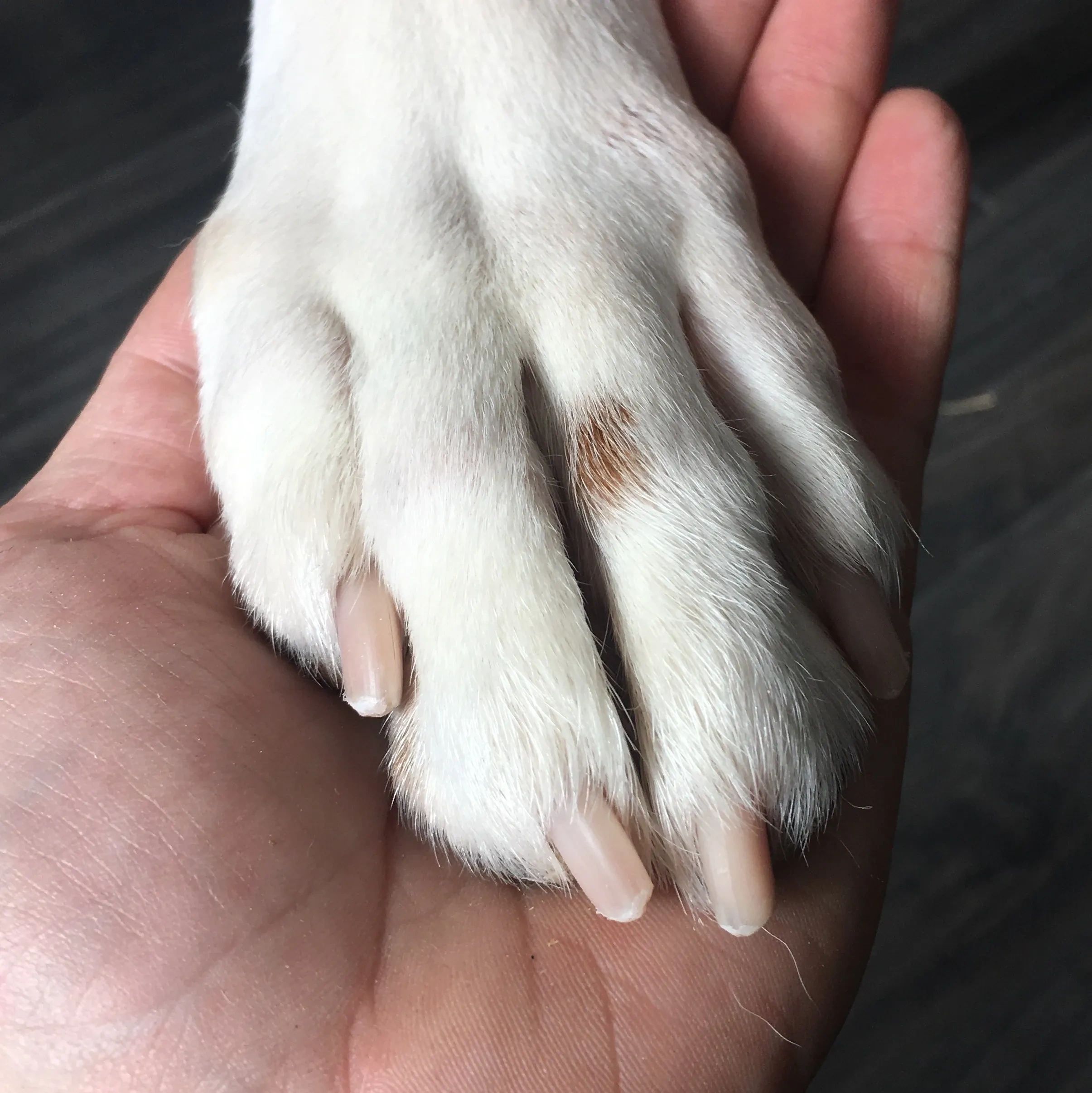 Dog and human hands touching.