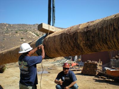 Rigging a Canary Island Date Palm-Phoenix canariensis prior to Lifting.
Quality Date Palms for sale