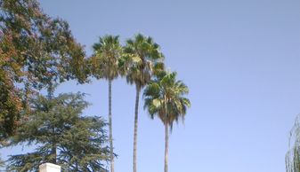 Sell My Tree, Tree For Sale, Cash For Palm Trees, California, Florida, Arizona, Palm Trees For Sale