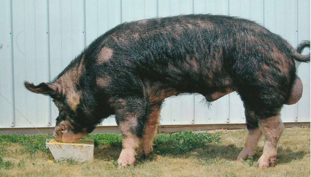 Berkshire boar