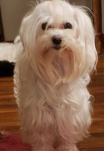 Polos Maltipoo Mister