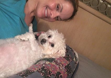 Pregnant Maltipoo BabyLove