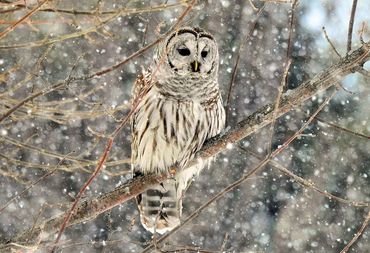 Barred Owl