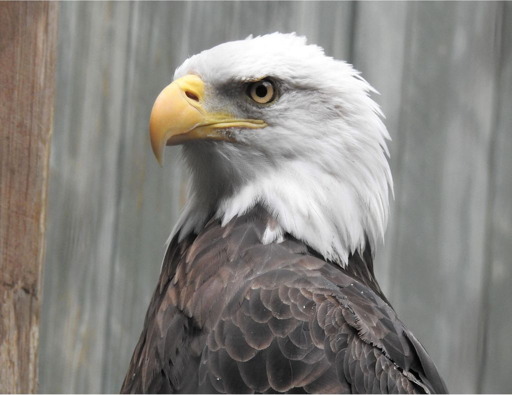 BALD EAGLE