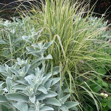 Mixed perennial plantings including Calamagrostis x acutifolia 'Overdam' and Stachys byzantina.