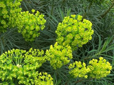 The bold lime green bracts of Euphorbia wulfenii are a welcome Springtime treat.