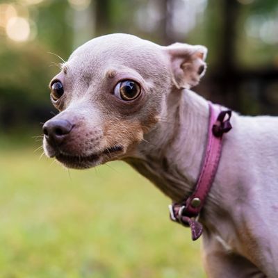Dog showing stress signals illustrating the difference between aggressive and reactive dog behavior.