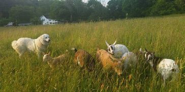 Herd of goats with a livestock guardian dog in Mosheim, TN