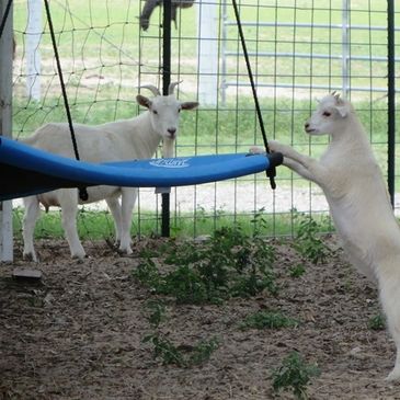 Nigerian Pygmy goats playing with swing.