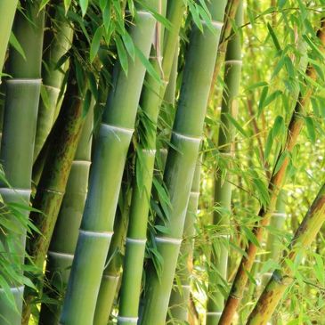 Bamboo