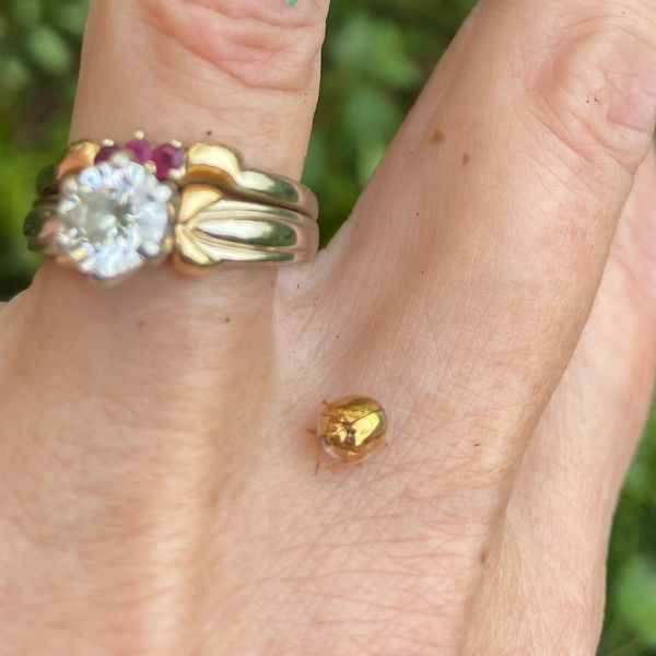 Nature therapy is about nature connections: like my friend the golden beetle.