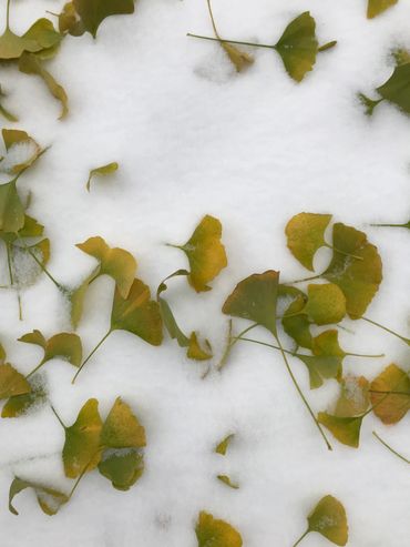 Nature therapy is appreciating all the beauty and wonder.